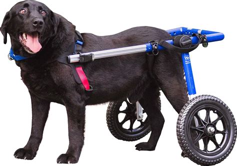Dec 6, 2023 ... For pets weighing 11 - 25 lbs. With the support of their rear dog wheelchair, your small dog can get the exercise they need to stay healthy, ...